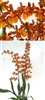 Oncidium Catatante 'Orange Kiss', XL Plants