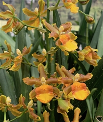 Odontocidium Catatante 'Petite Cherie'