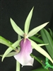 Miltassia Estrelita 'Sweet Senorita'