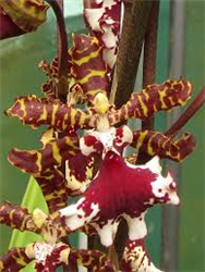 Odontocidium Everglades Elegance 'Nancy Lee'