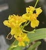 Oncidium Gold Dust