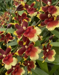 Oncidium Gold Fire