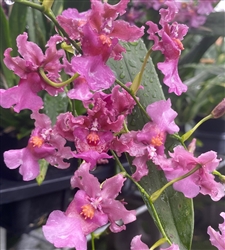 Oncidium Ruffles 'Scent of a Woman'