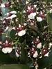 Oncidium Heaven Scent â€˜Redolenceâ€™