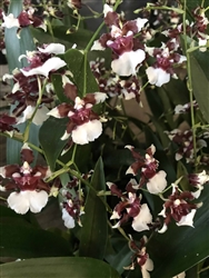 Oncidium Heaven Scent â€˜Redolenceâ€™