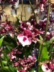 Oncidium Heaven Scent 'Sweet Baby'