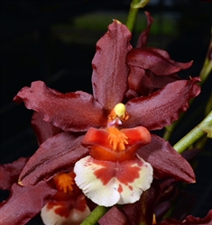 Wilsonara Hilo Firecracker