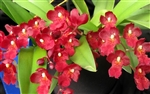 Howeara Lava Burst 'Puanani'