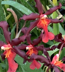 Wilsonara Lisa's Delight 'Ashley'