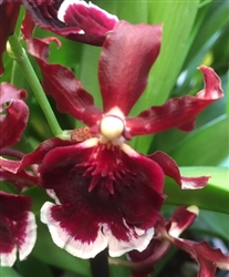 Odontocidium Midnight 'Ebony & Ivory'