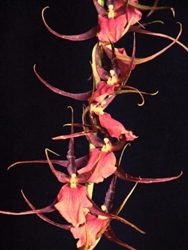 Odontobrassia Mem. Nikoline Lorenzen 'Martz Starz'