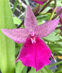 Odtna. Pacific Paranoia 'Other Side of Cool'