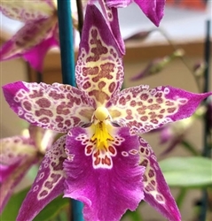 Beallara Patricia McCully