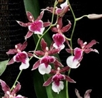 Oncidium Red Wasp