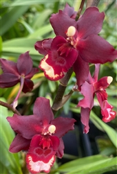 Oncidium Roman Candle