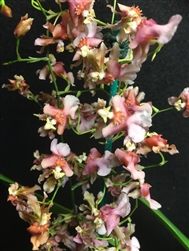 Oncidium Rosy Sunset 'Pacific Sunset'