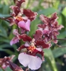 Oncidium Ruth's Rainbow 'Over the Rainbow'