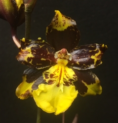 Odontocidium Saint Anthony of Egypt 'Fragrant Beauty'