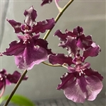 Oncidium Sharry Baby