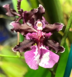 Oncidium Sharry Baby 'Rainbow'