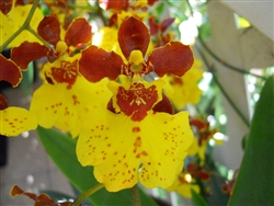 Oncidium Sweet Ears