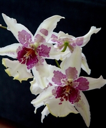 Beallara Tahoma Glacier