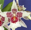 Beallara Tahoma Glacier 'Green'