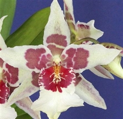 Beallara Tahoma Glacier 'Green'