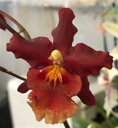 Wilsonara Tomcat 'Firestorm'