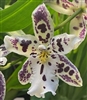 Beallara Tropic Lily
