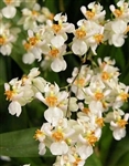 Oncidium Twinkle