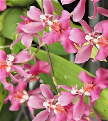 Oncidium Twinkle 'Pink Profusion'