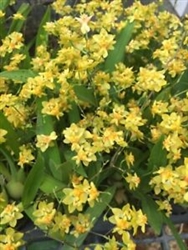 Oncidium Twinkle 'Yellow Bird'