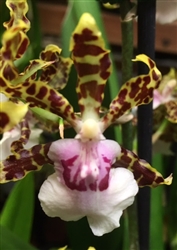 Odontocidium Wild Willie 'Pacific Bingo'