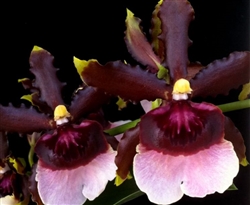 Oncidium Witches Jewel