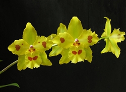 Odontonia Yellow Parade 'Alpine'