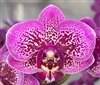 Phalaenopsis Yu-Pin Burgundy