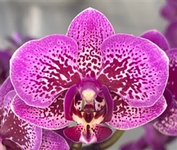 Phalaenopsis Yu-Pin Burgundy