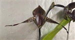 Paphiopedilum Hilo Black Eagle (Johanna Burkhardt x rothschildianum)