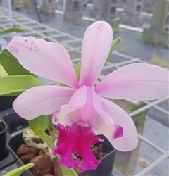 Cattleya intermedia v. orlata