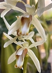 Coelogyne trinervis