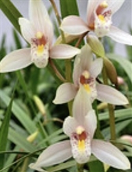 Cymbidium ensifolium 'Lotus' x 'NE Thailand'