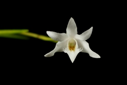 Dendrobium equitans  species