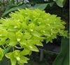 Grammatophyllum scriptum v. citrinum