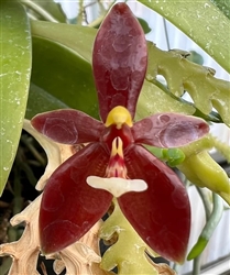 Phalaenopsis cornu-cervi