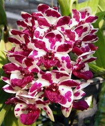 Rhynchostylis gigantea 'Cartoon'