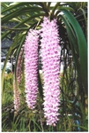 Rhynchostylis retusa