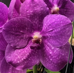 Vanda Pachara Pink