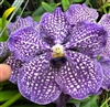 Vanda Yano Blue (Wirat x Madame Rattana 'Blue Spot')