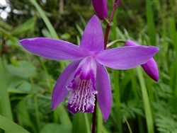 Bletilla striata 'Shi-Ran'